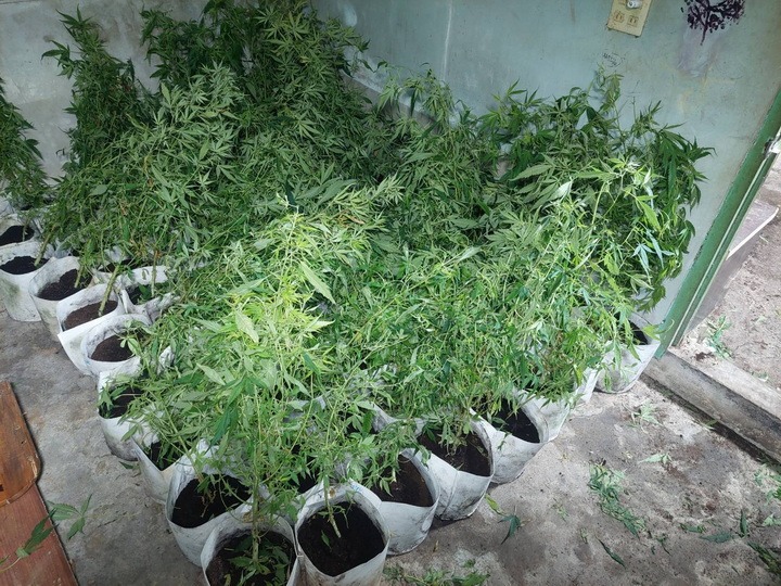 嘉義地檢偵結起訴栽種第二級毒品大麻工廠案-斷源於上游 抑制毒品供給