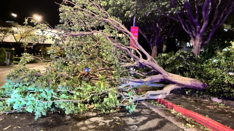 堤頂大道沿線路樹倒塌21處　文德所員警連夜鋸樹移除開路