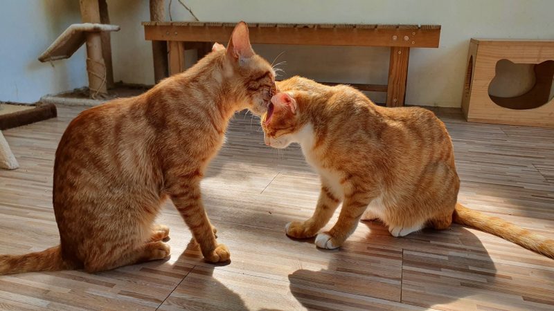 貓之日 新北將打造全國首座貓咪室內樂園