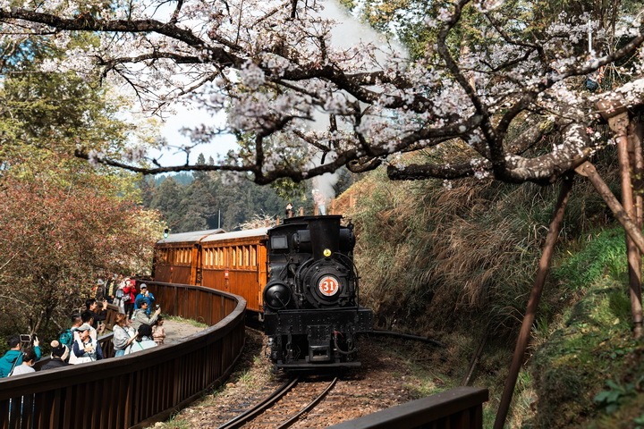 幸福列車開跑！阿里山百年蒸機賞櫻列車 2月25日開放訂票