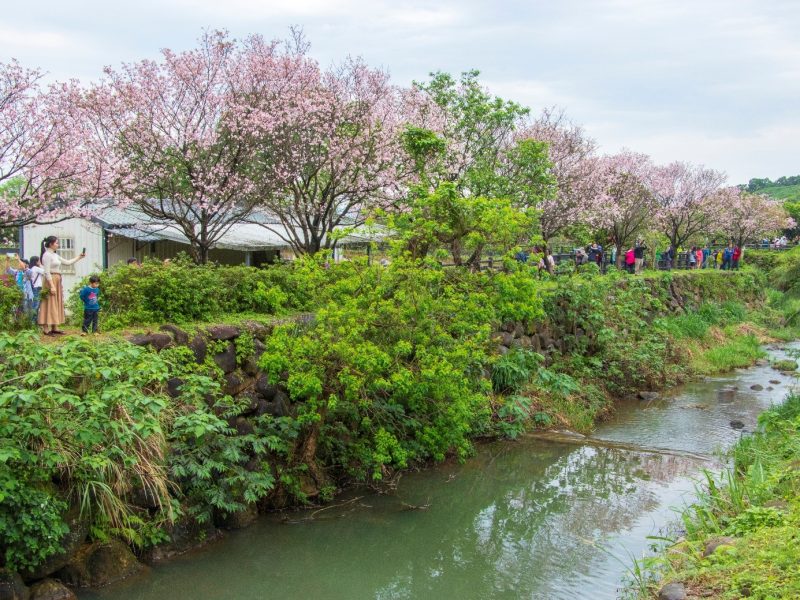 三芝追櫻 新北農村隱藏賞櫻秘境大公開